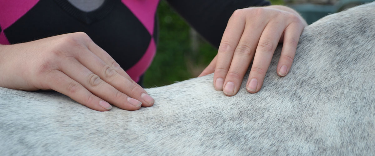 Osteopathie fürs Pferd